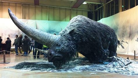 Siberian unicorn (Elasmotherium), extinct 39000 years ago.