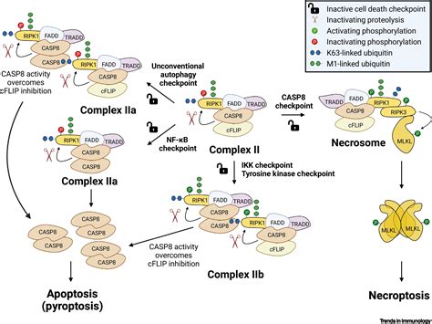 Cell death checkpoints in the TNF pathway: Trends in Immunology