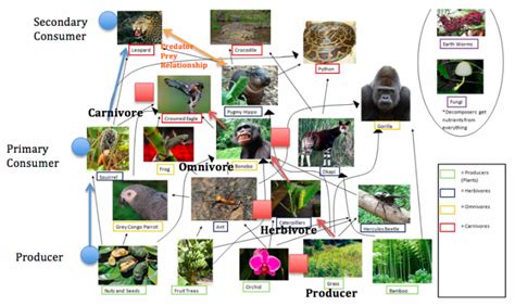 Food Chain & Food Web - Tropical Rain Forest