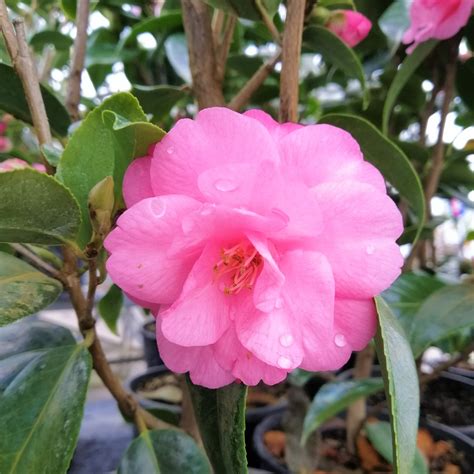 Camellia Spring Festival 4L - Springvale Garden Centre