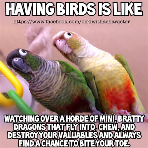 Best pet birds, Funny parrots, Parrot