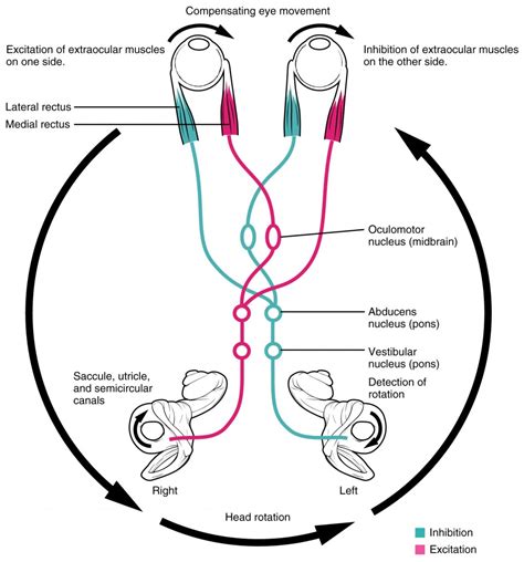 Central Processing | Anatomy and Physiology I