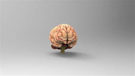 Brain 3D model - Download Free 3D models