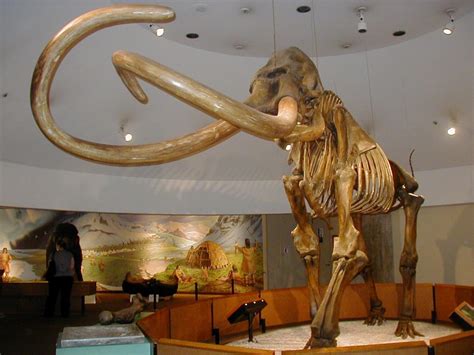 Analyzing the Babine Lake Mammoth - Bulkley Valley Museum | Smithers, British Columbia, Canada