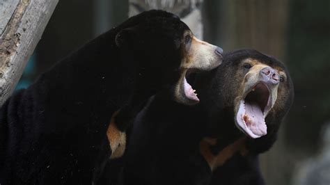 Sun Bears Mimic Each Other’s Faces. Scientists Didn’t Expect That. - The New York Times