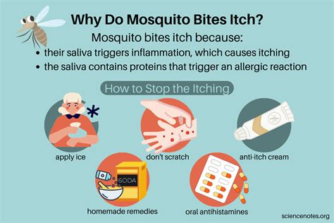 Infected Mosquito Bite: Symptoms, Treatment, Prevention, 45% OFF