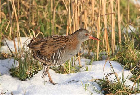 Water Rail | Bird Identification Guide | Bird Spot