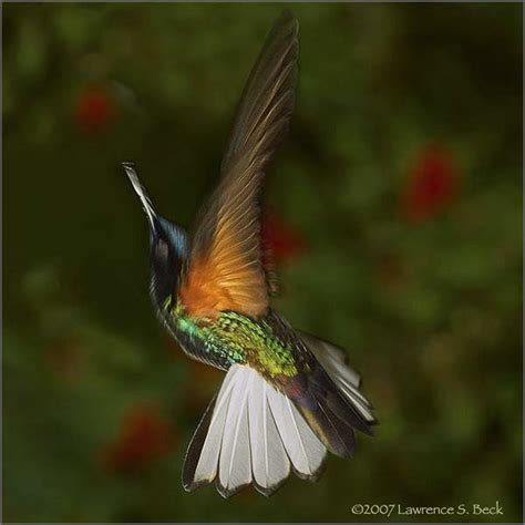 Bing hummingbird images | Visit bing.com | Hummingbirds photography ...