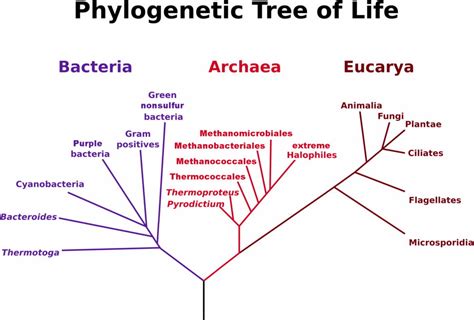 The Beneficial Functions of Endogenous Retroviruses | Answers in Genesis