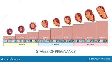 Stages of Pregnancy and Baby Fetus Development Vector Infographic. Stock Vector - Illustration ...