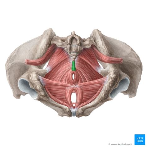 Pelvic Floor In Male And Female | Viewfloor.co