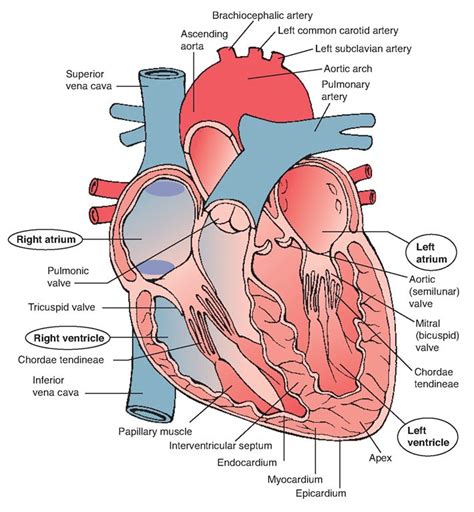 Heart and great vessels (anterior view). The heart is enclosed in the pericardial sac, the i ...