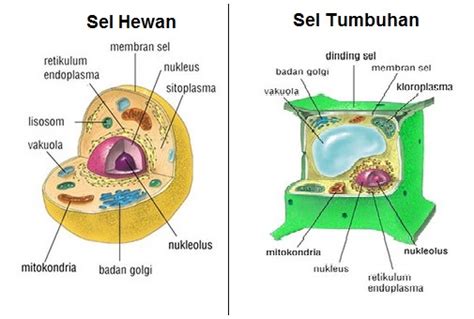 Struktur Sel Hewan dan Tumbuhan - Damn Love It