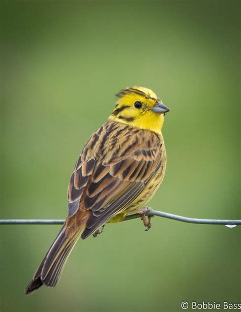 Yellowhammer by bobieb on DeviantArt