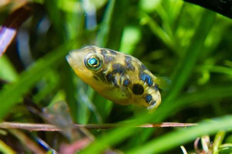 Pea Puffer: Care, Size, Food, Tank Mates & Tank Size - Fish Laboratory