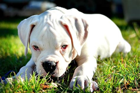 Origen del Perro Boxer Blanco