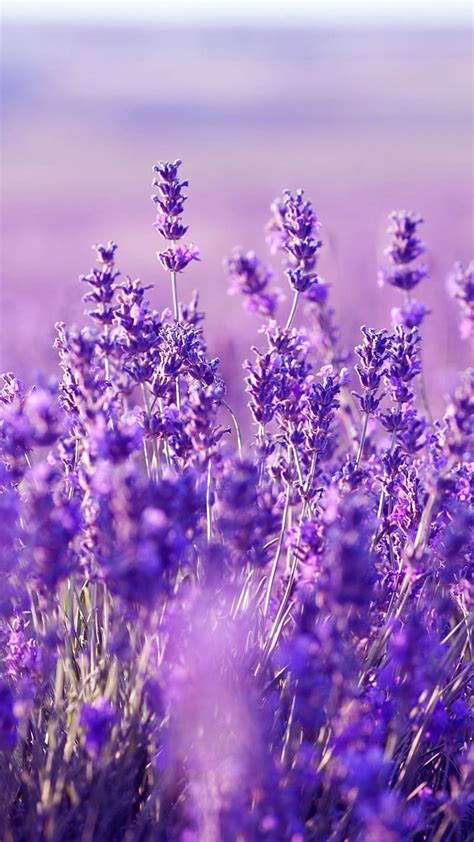 1080P free download | Aesthetic Purple Lavender With Blur Background ...