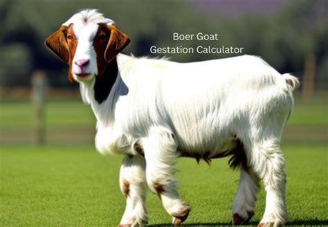 Boer Goat Gestation Calculator - Goat Calculator