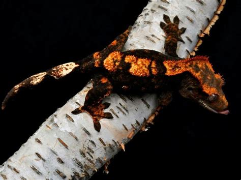 Crested Gecko | Crested gecko, Reptiles pet, Cute reptiles