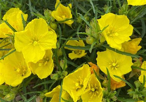 Identify Yellow Perennial Flowers | Best Flower Site