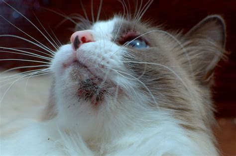 Black Specks: Acne Or Flea Poop On Cat Chin? Explained Below