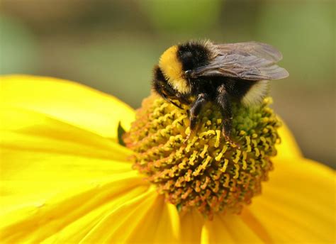 65/150: The Buzz surrounding the Yellow-banded Bumble bee – BIObus