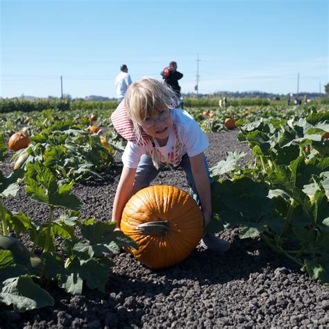 Little Hiccups: Fall Harvest Time: Pumpkins