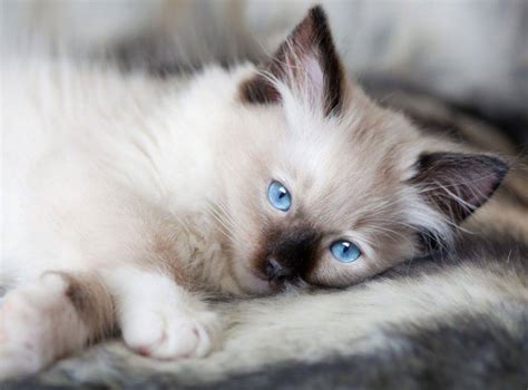 Preloved Pets For Adoption in Ragdoll Cats For Adoption by Private Owners - Pet Rehoming Network