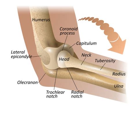 olecranon bursa anatomy