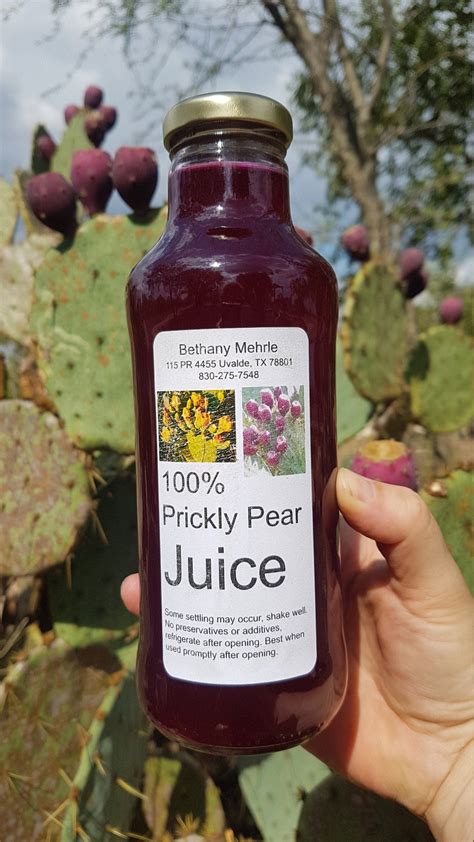 How To Make Fresh Cactus Juice – powerxljuicer.com