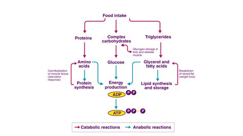 What is the end product of amino acid metabolism?