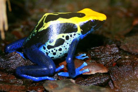 lovinfrogs: Most Poisonous Frogs on Earth ... - Mother Nature's Animals