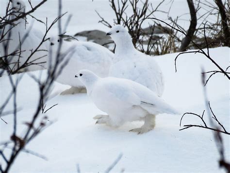 "Feather-footed Ptarmigan" by Linda Sparks | Redbubble