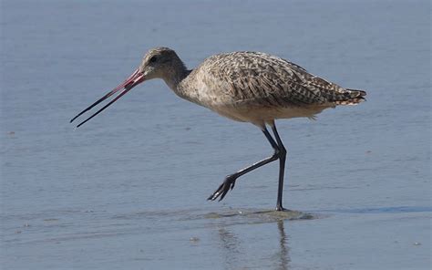 Meet the Real ‘Snowbirds’ of Florida - Live Wildly