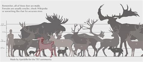 Deer sizes | Prehistoric animals, Unusual animals, Weird animals