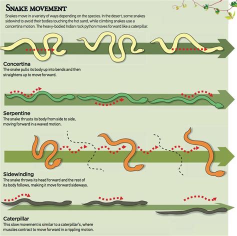 Types of snake movement | Types of snake, Snake, Infographic