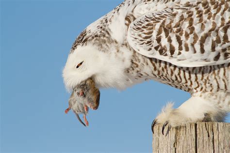 Snowy Owl Predators