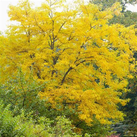 Shademaster Honeylocust Trees for Sale | BrighterBlooms.com