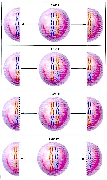 genetics - Doesn't meiosis form two pairs of similar cells and two pairs of opposite cells ...