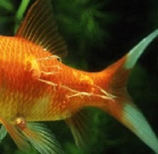 Goldfish Care - Types | Pictures | Diseases and Treatment: Anchor Worm