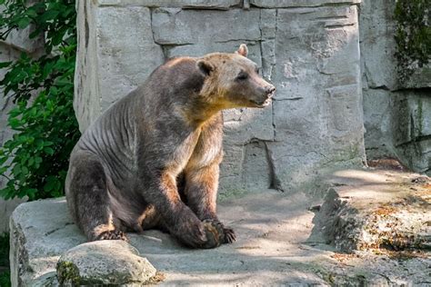 Así es el 'grolar': la nueva especie de oso híbrido provocada por la emergencia climática ...