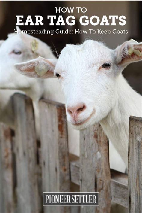 Goat Ear Tags | Homesteading Guide: How To Keep Goats | Goats, Goat farming, Ear tag