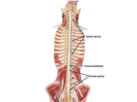 Spinal Cord Model Labeled