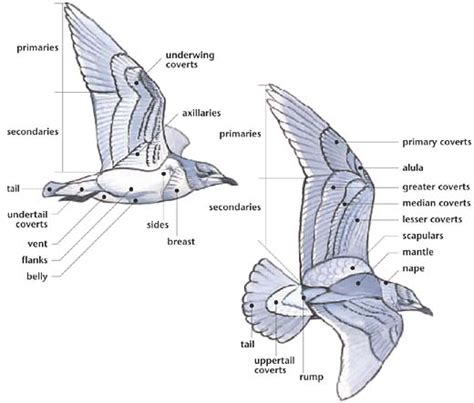 bird head anatomy