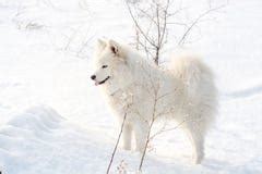 Samoyed Dog On The Snow Stock Photo - Image: 13432200