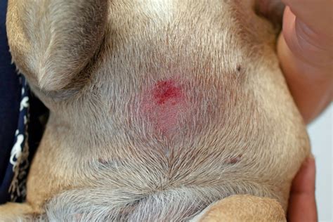 Dog belly rash? Causes and treatment options