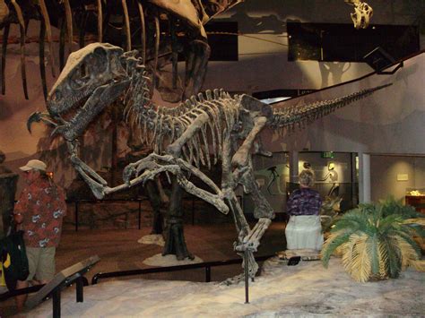 Utahraptor, Museum Of Ancient Life, Lehi, Utah. Picture taken by Chester Harris | Natural ...