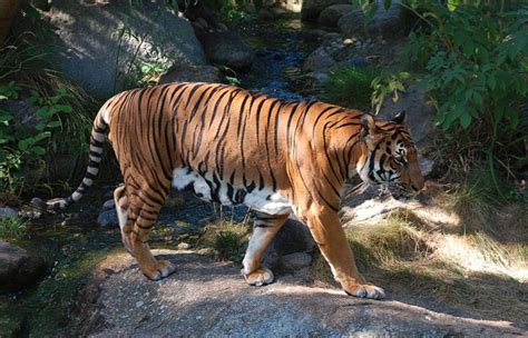 Breeding Population of Indochinese Tigers Brings Hope - SAFE Worldwide