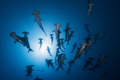 Wallpaper Mural - Hammerhead Shark - Underwater Photography - Photo Wallpaper