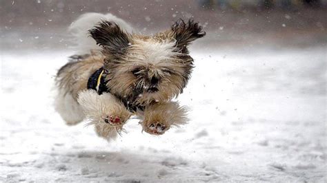 Puppies Discovering Snow For The First Time - YouTube